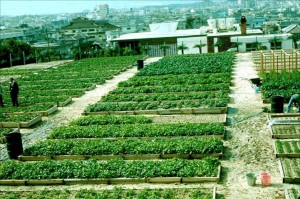 Okinawa cement parking lot converted into a Mittleider Gardening Oasis