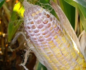 Moldy corn in Indiana Photo c/o A. Robertson