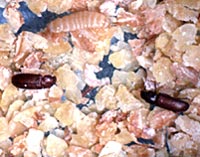 bed bugs