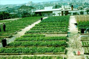 Okinawa cement parking lot converted into a Mittleider Gardening Oasis