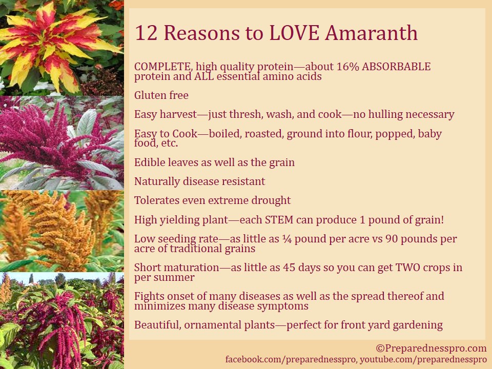 about amaranth