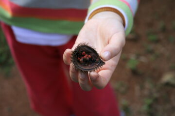 handful of seeds